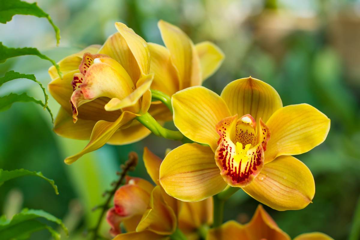 Il significato delle orchidee: scopri cosa simboleggia ogni colore