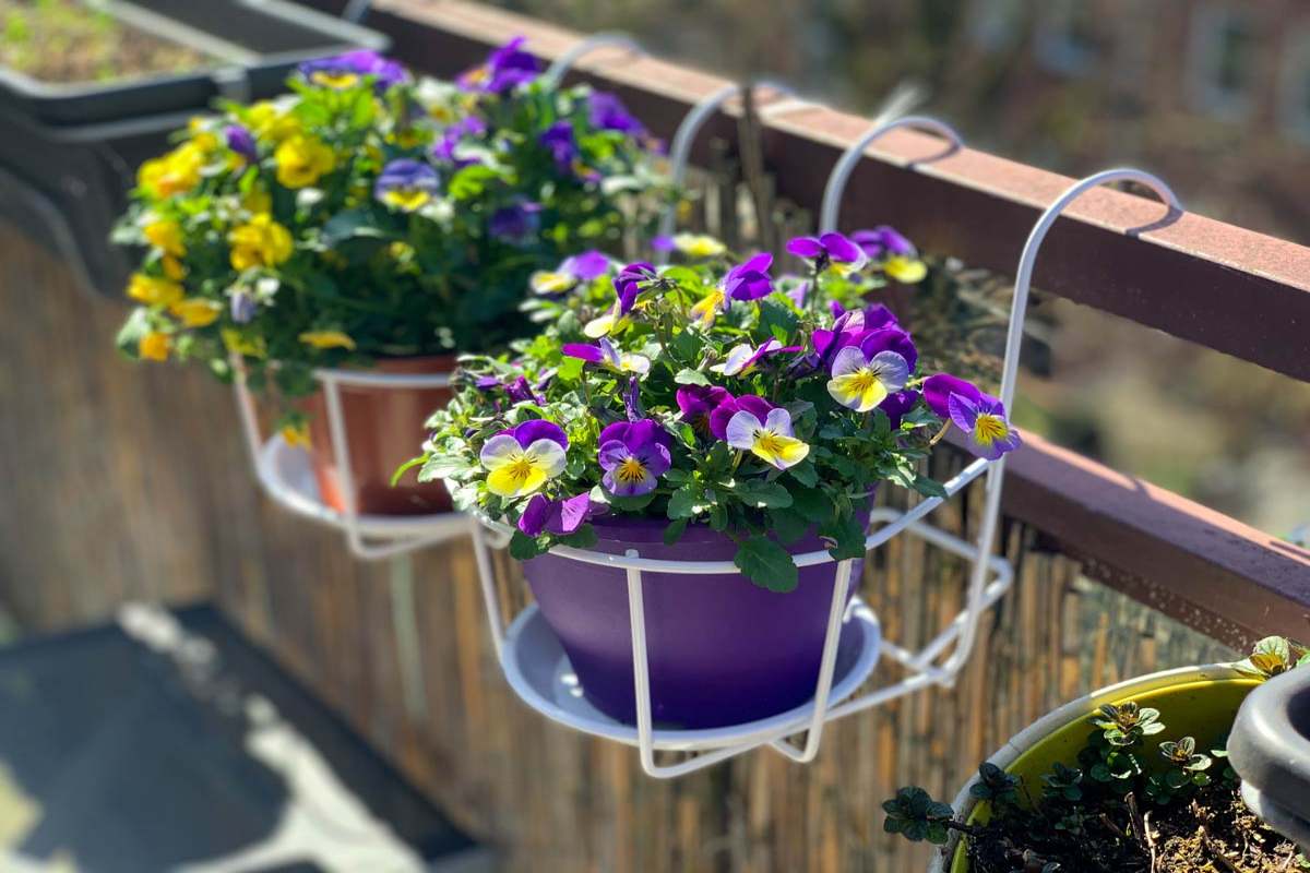 Viola del pensiero: come far fiorire questa pianta resistente in inverno