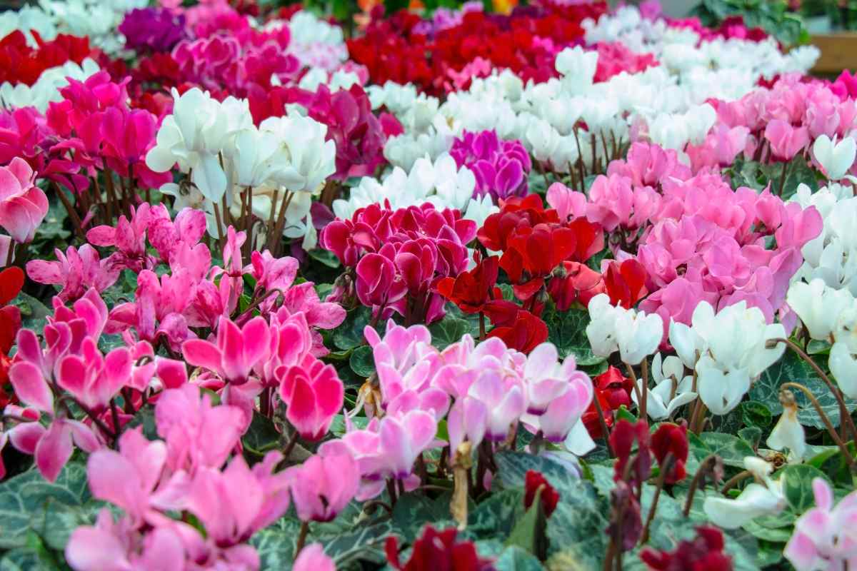ciclamini di vari colori in giardino