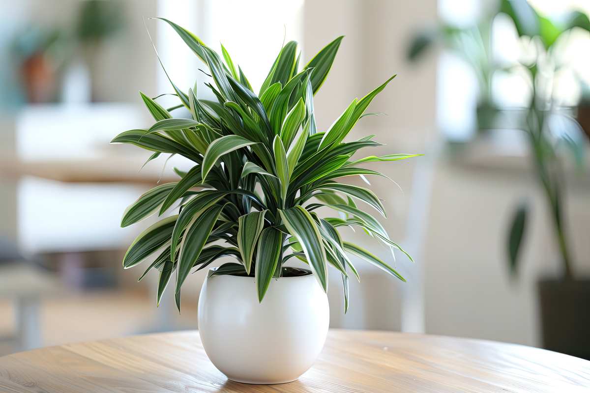 Cura della Dracaena