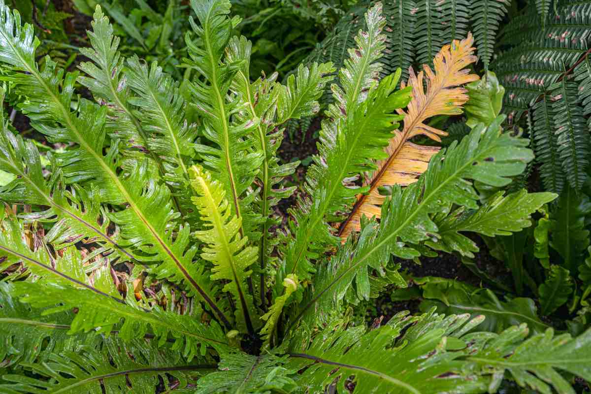 Semi Di Felce 300 Pezzi - Piante Da Appartamento E Balcone, Perenni E Resistente, Ideali Per Giardini - Foto 10