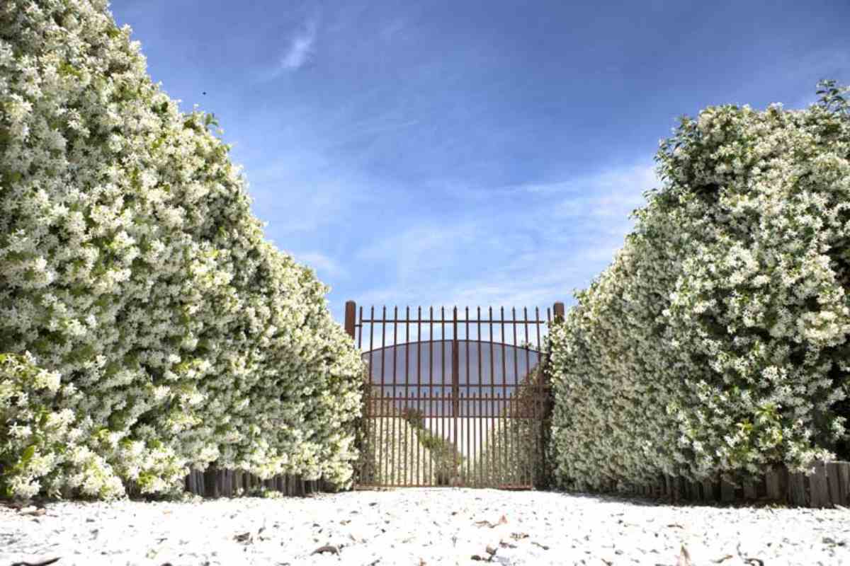 Gelsomino rampicante come siepe da giardino