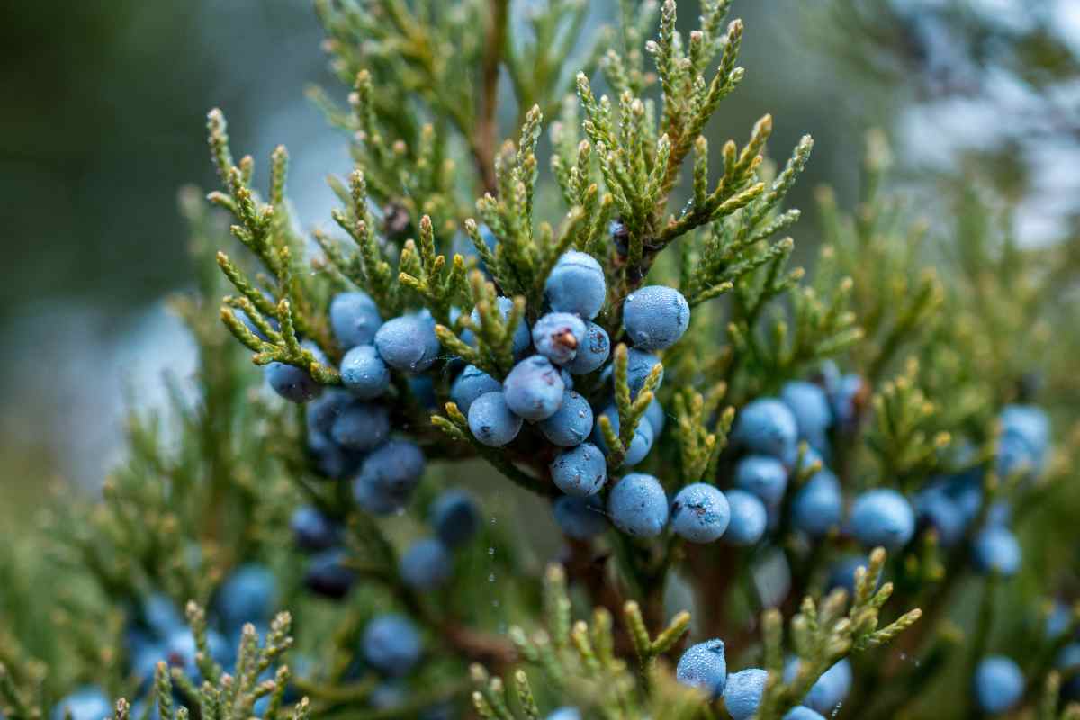 Giardino invernale: coltivare le piante con le bacche