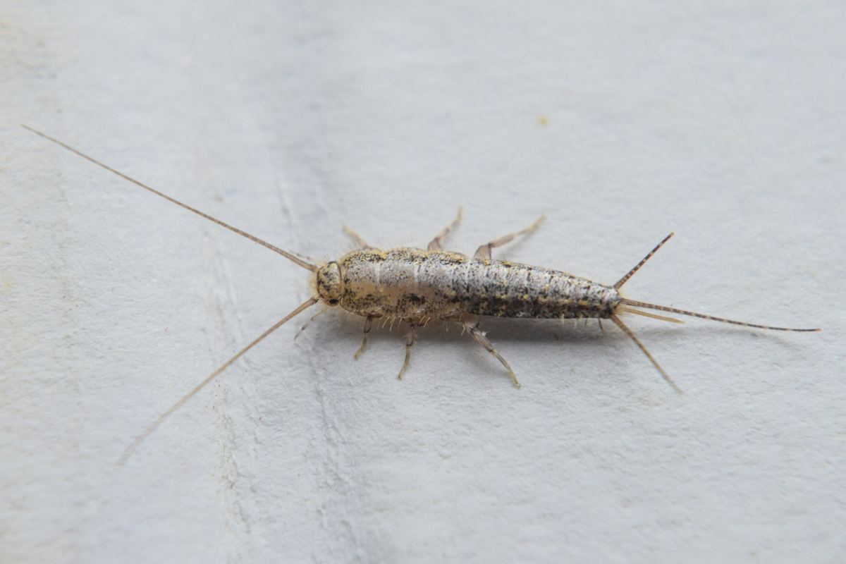 Insetti In Casa Come Riconoscerli Insetti bianchi in casa? Ecco come riconoscerli e sbarazzarsene