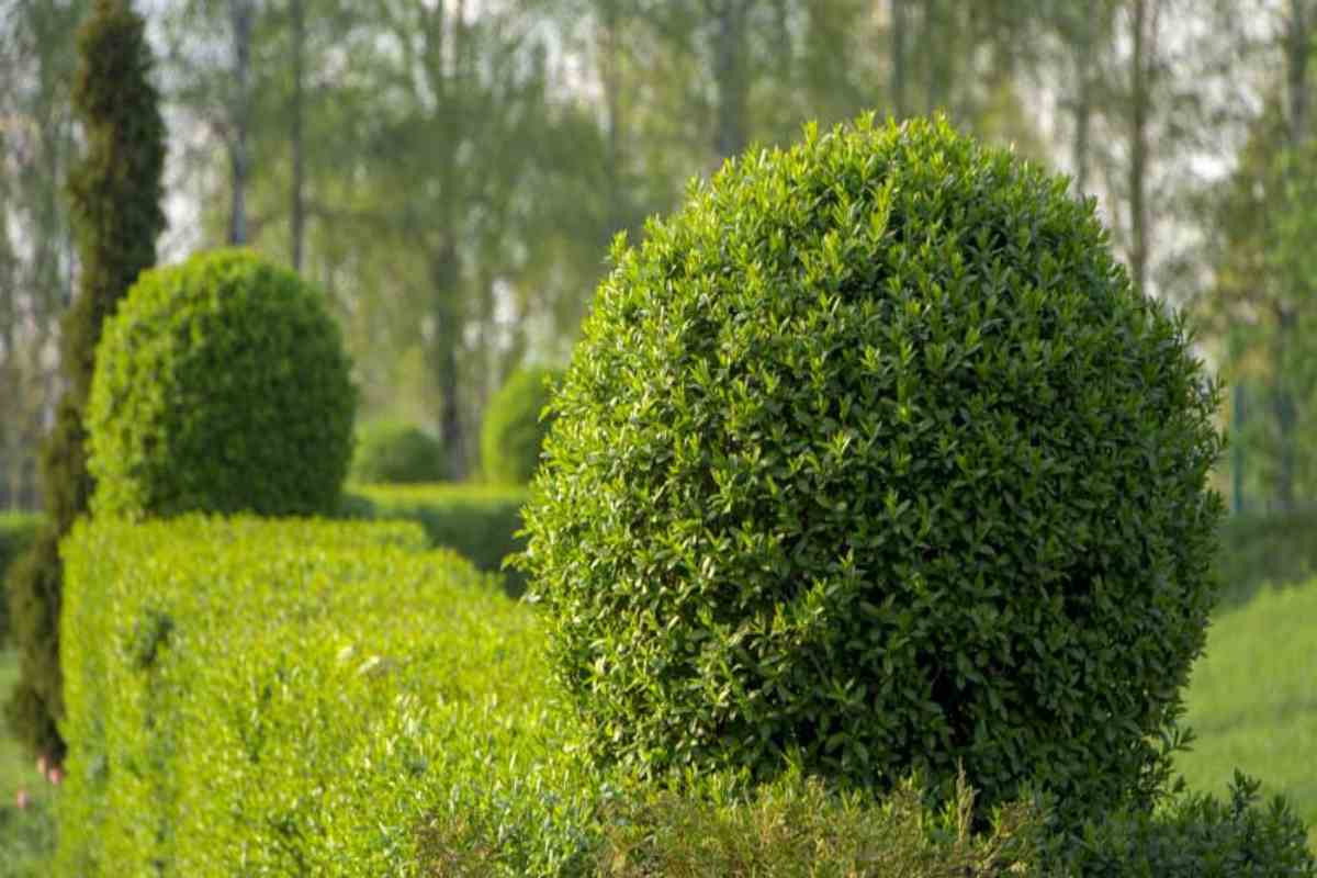 Le siepi che durano tutto l'anno, Ligustro