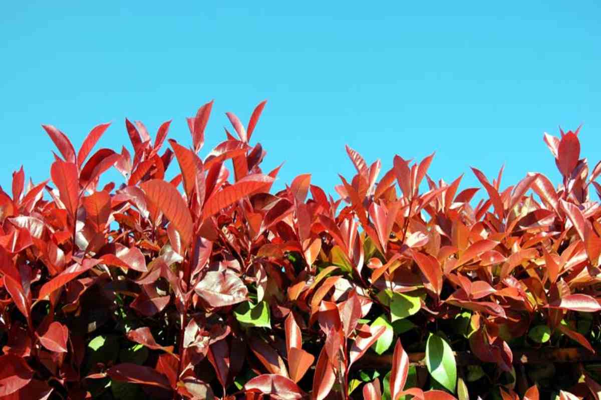 Siepi sempreverdi, la Photinia rossa