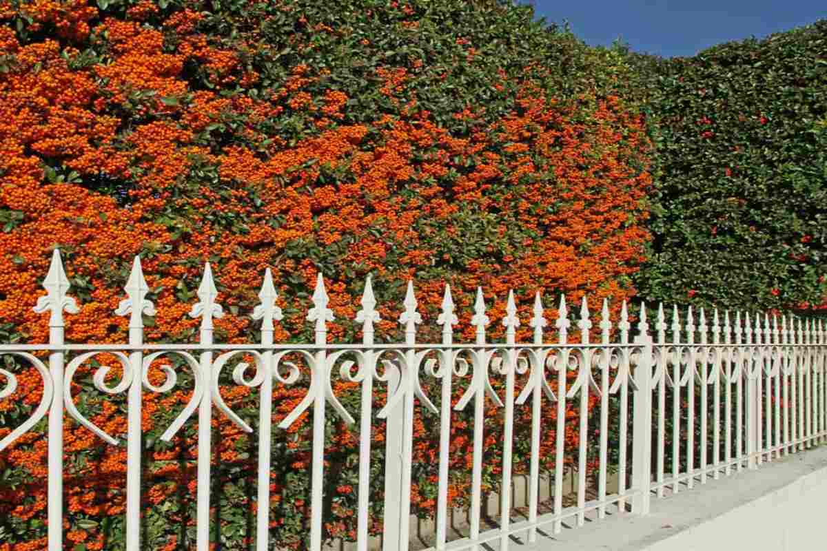 Pyracantha