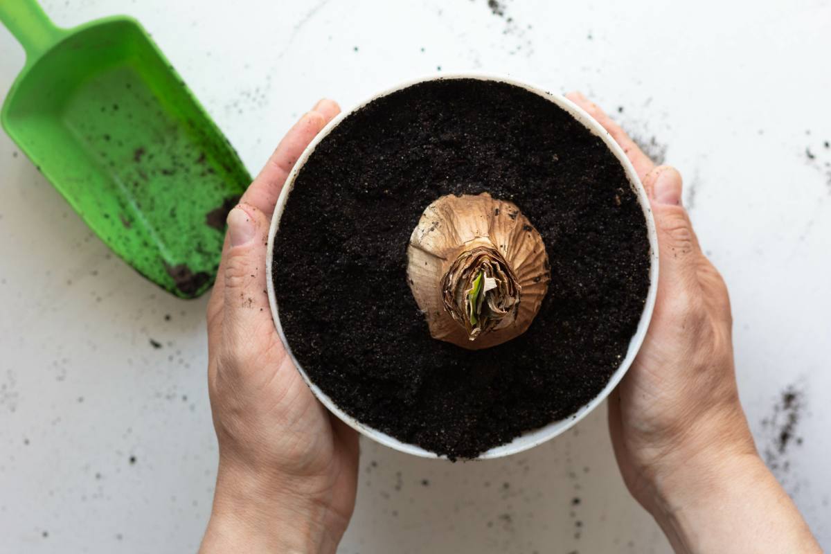 Curare l'Amaryllis in inverno
