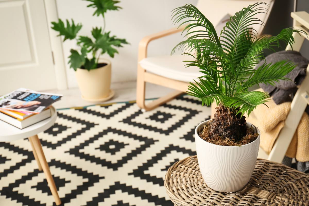 Potatura della Cycas