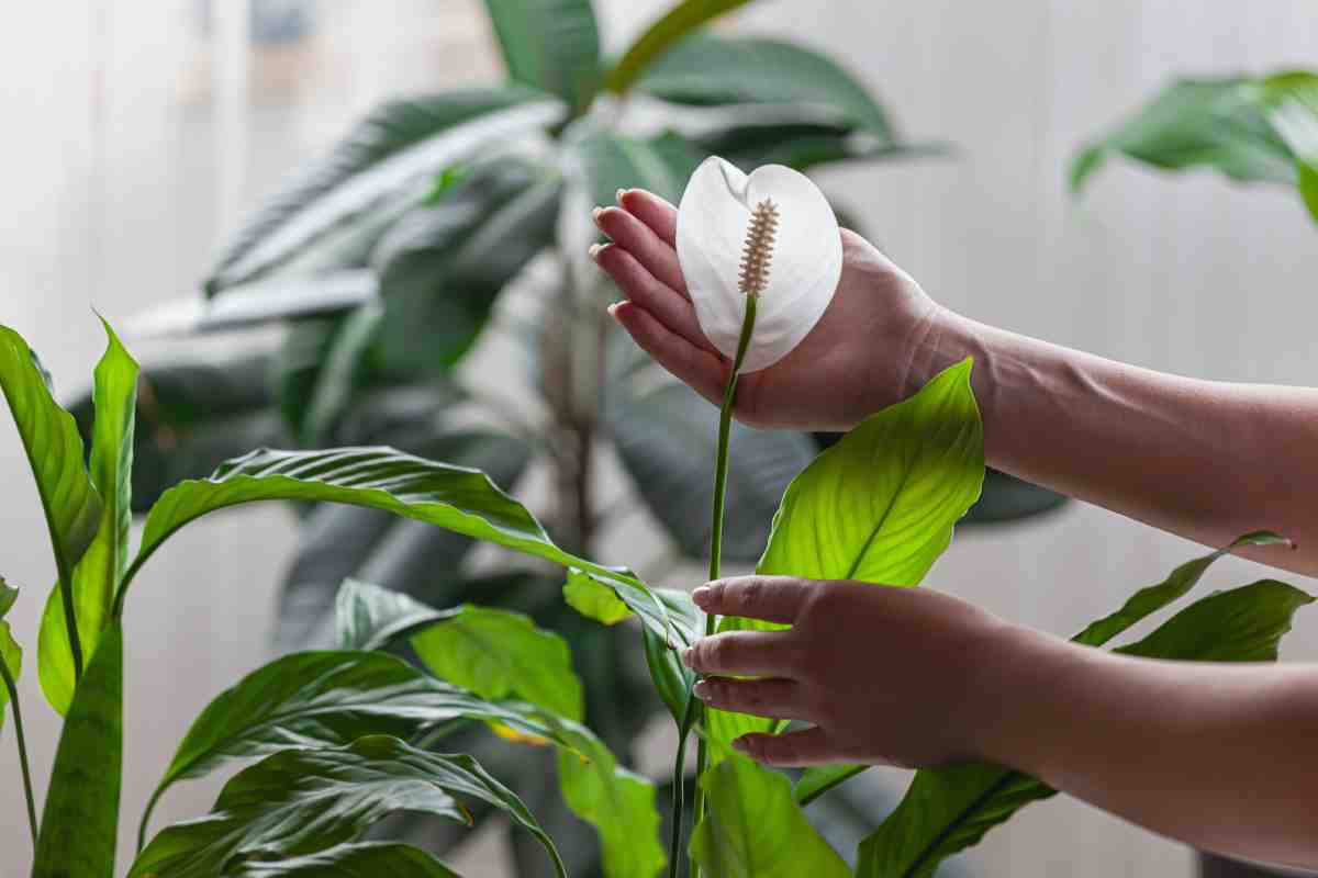 La mancata fioritura dello spatifillo: ecco cosa fare