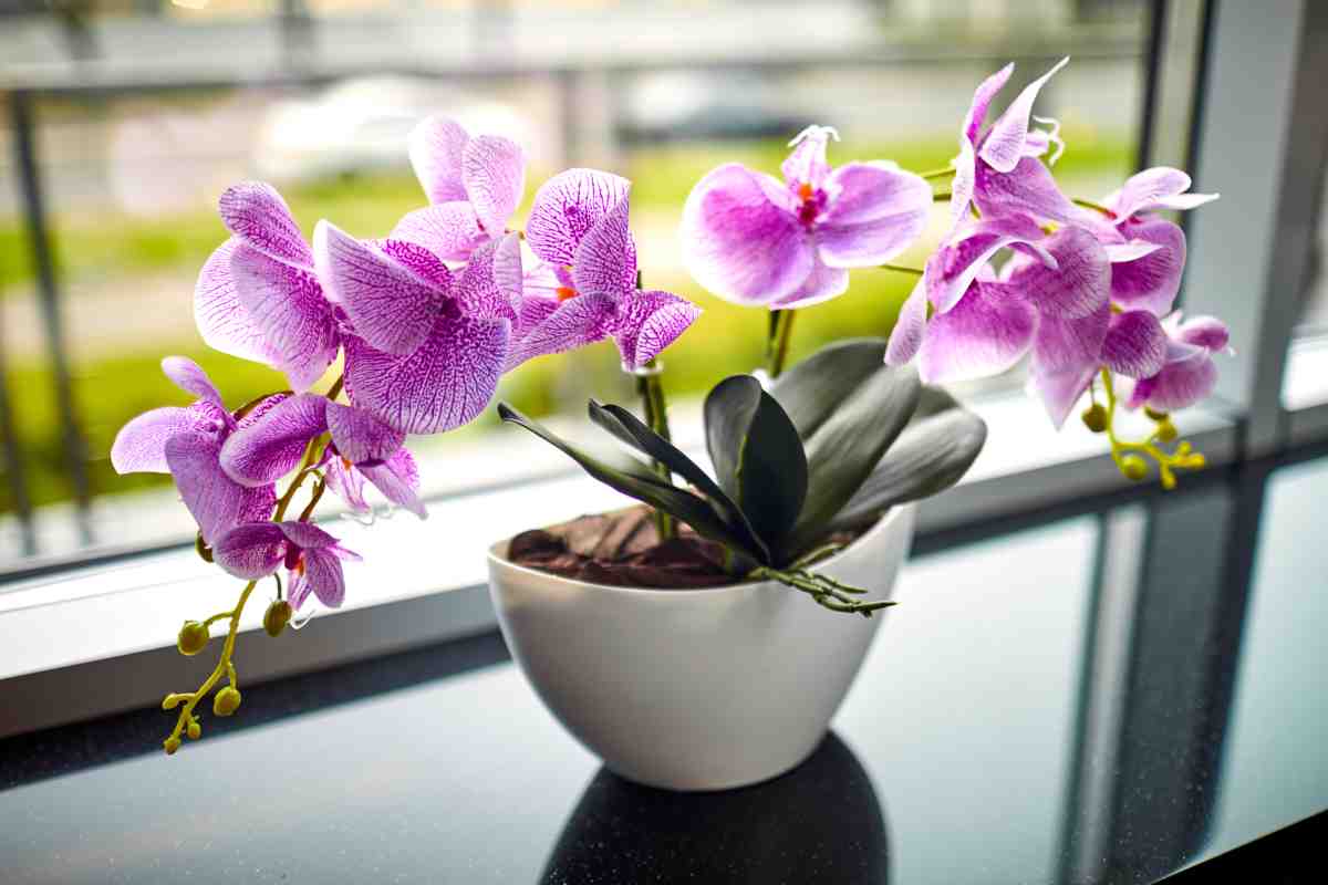 Concimare le orchidee in modo naturale: il metodo poco conosciuto ma molto efficace