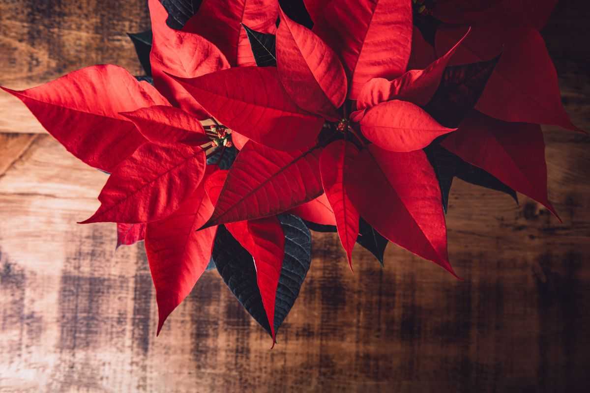 come curare correttamente la stella di natale