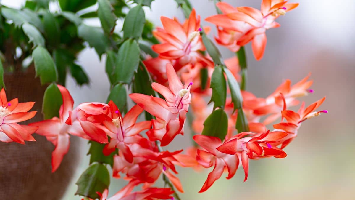 Dove posizionare il cactus di Natale