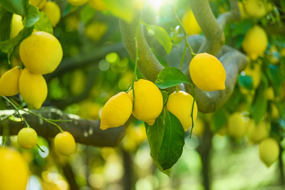 Concime naturale per piante di limone, non è la cenere o il caffè