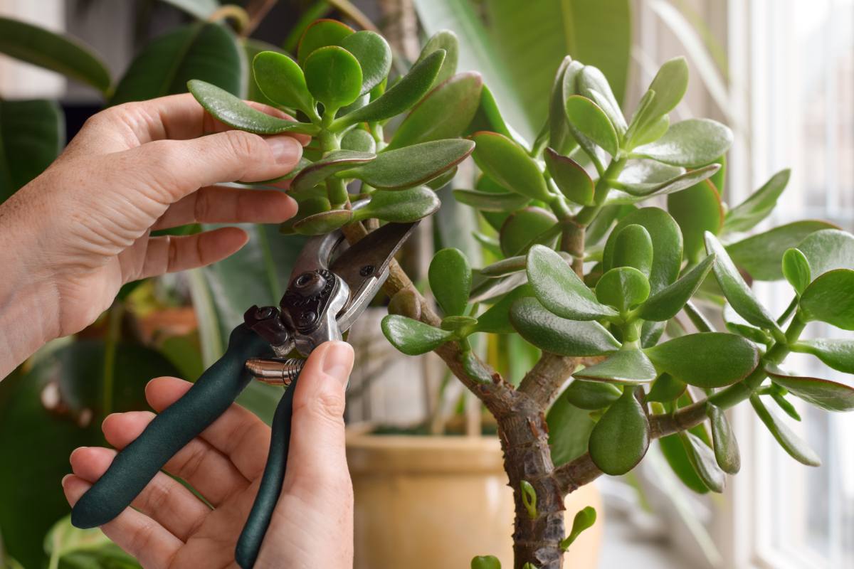 Bonsai di albero di giada
