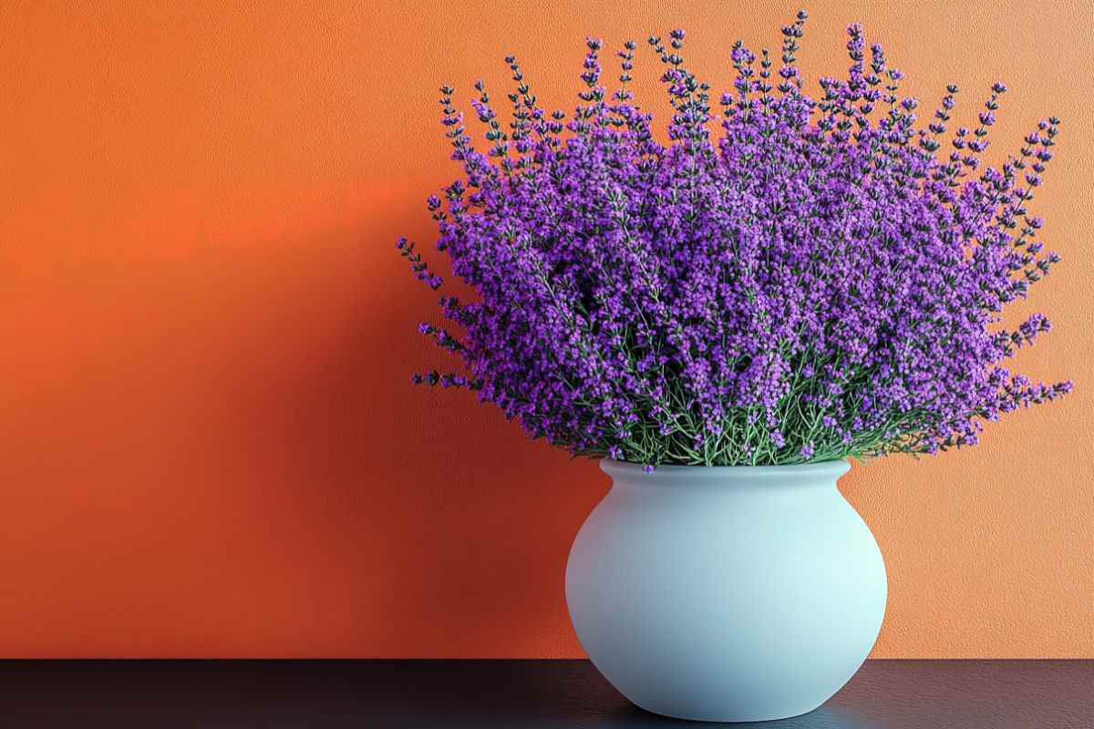 come curare la lavanda