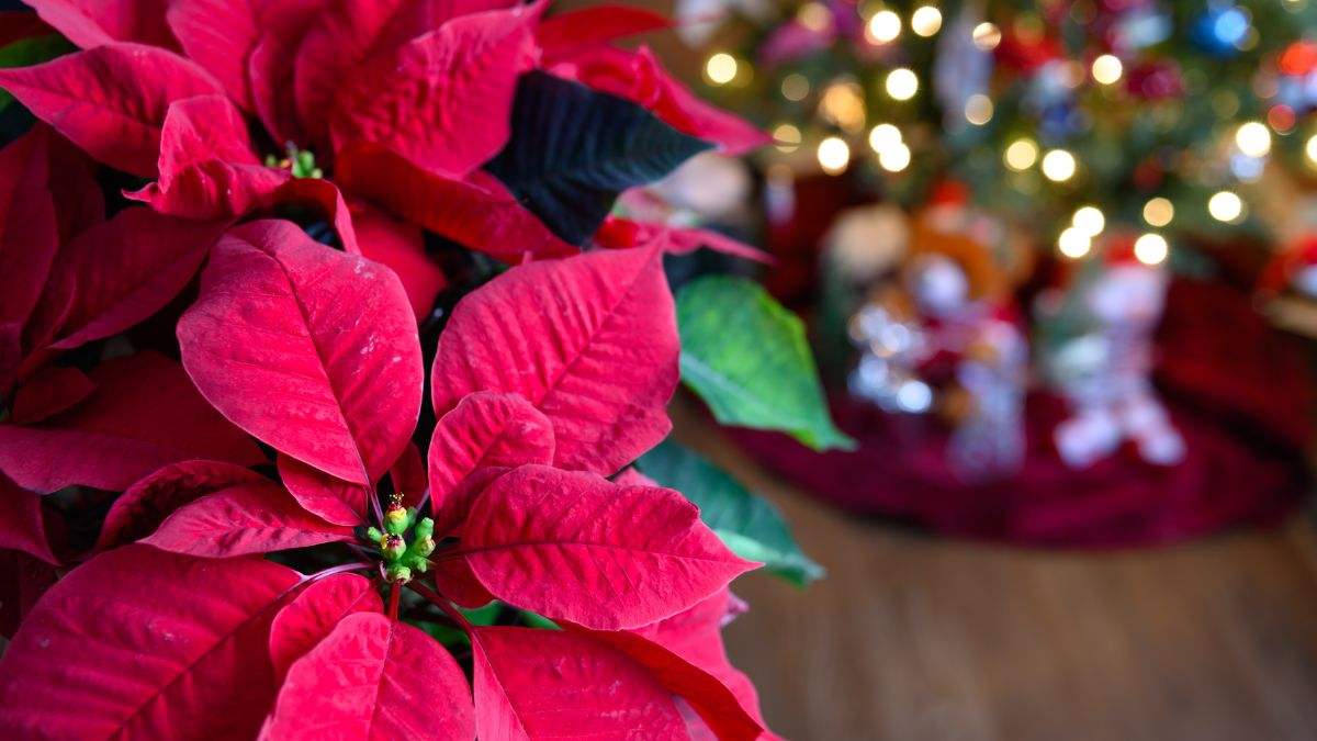 qual è il messaggio della stella di natale