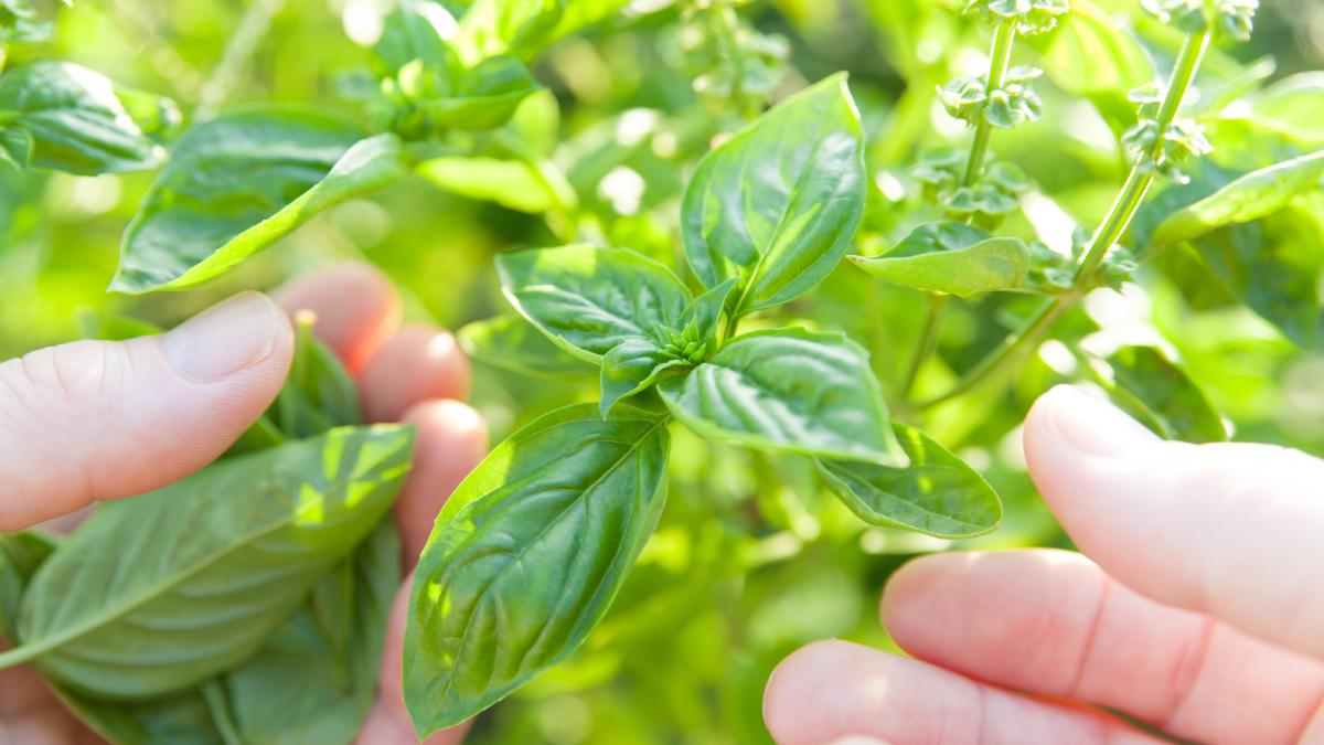 Come far vivere il basilico del supermercato
