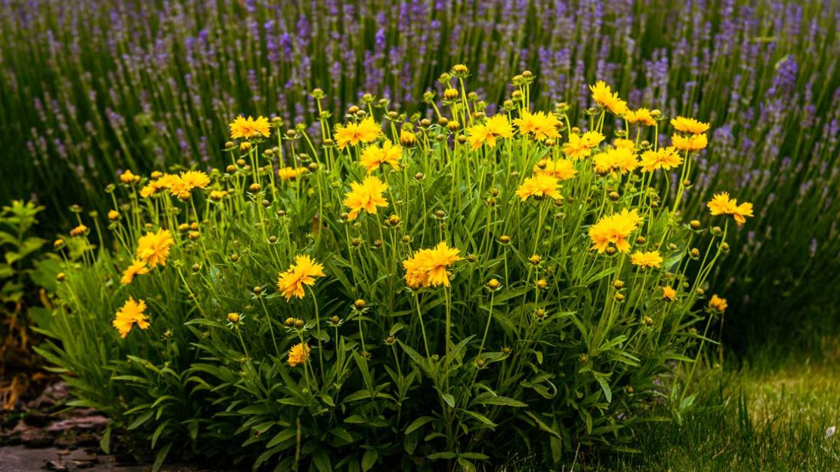 Coreopsis