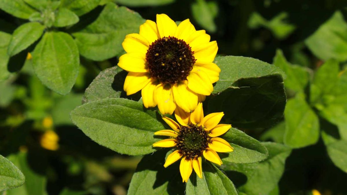 Girasole nano