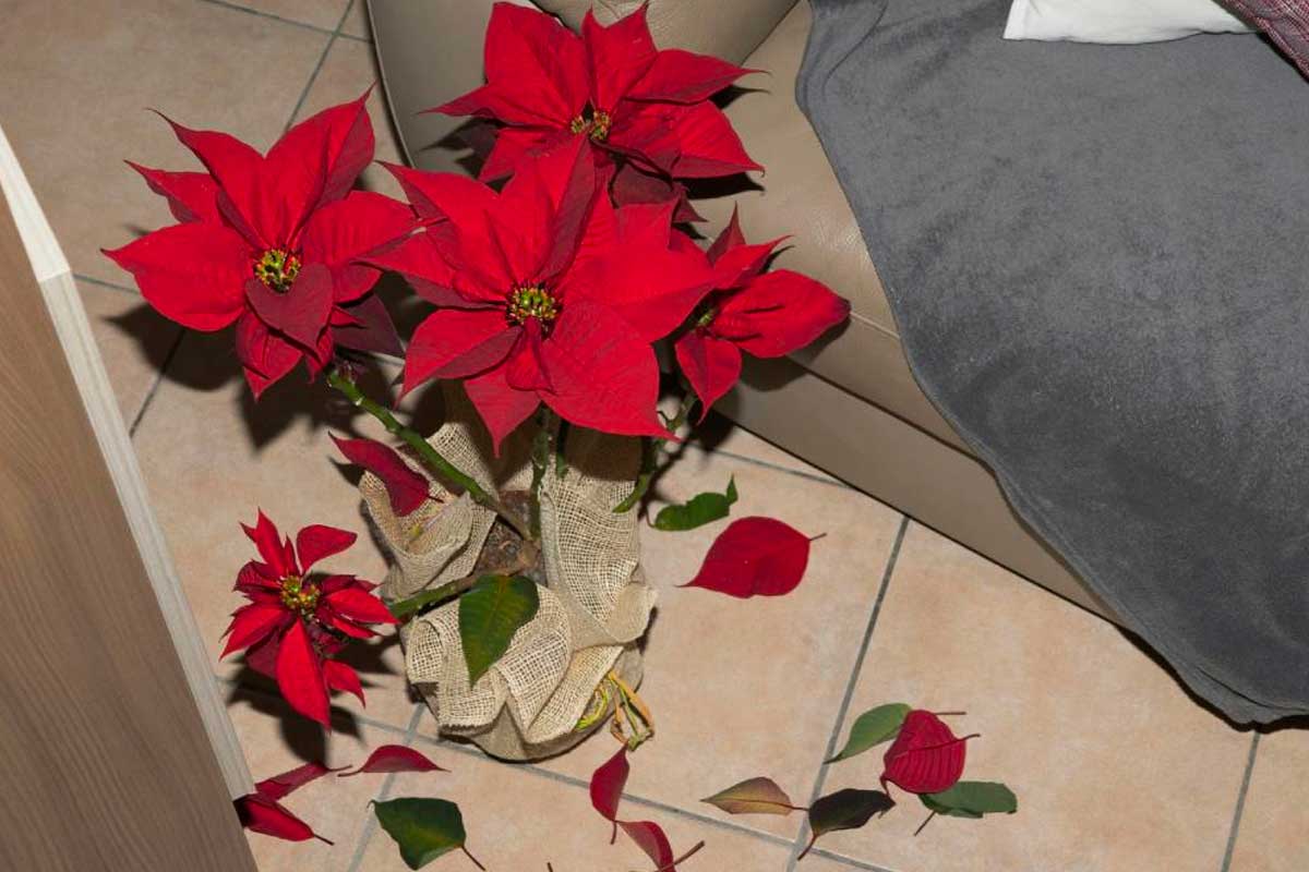 Stella di Natale che perde le foglie come rimediare