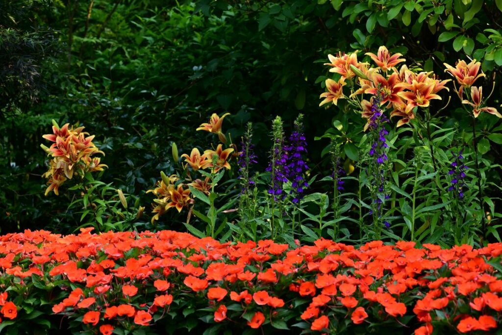 Piante diverse in giardino