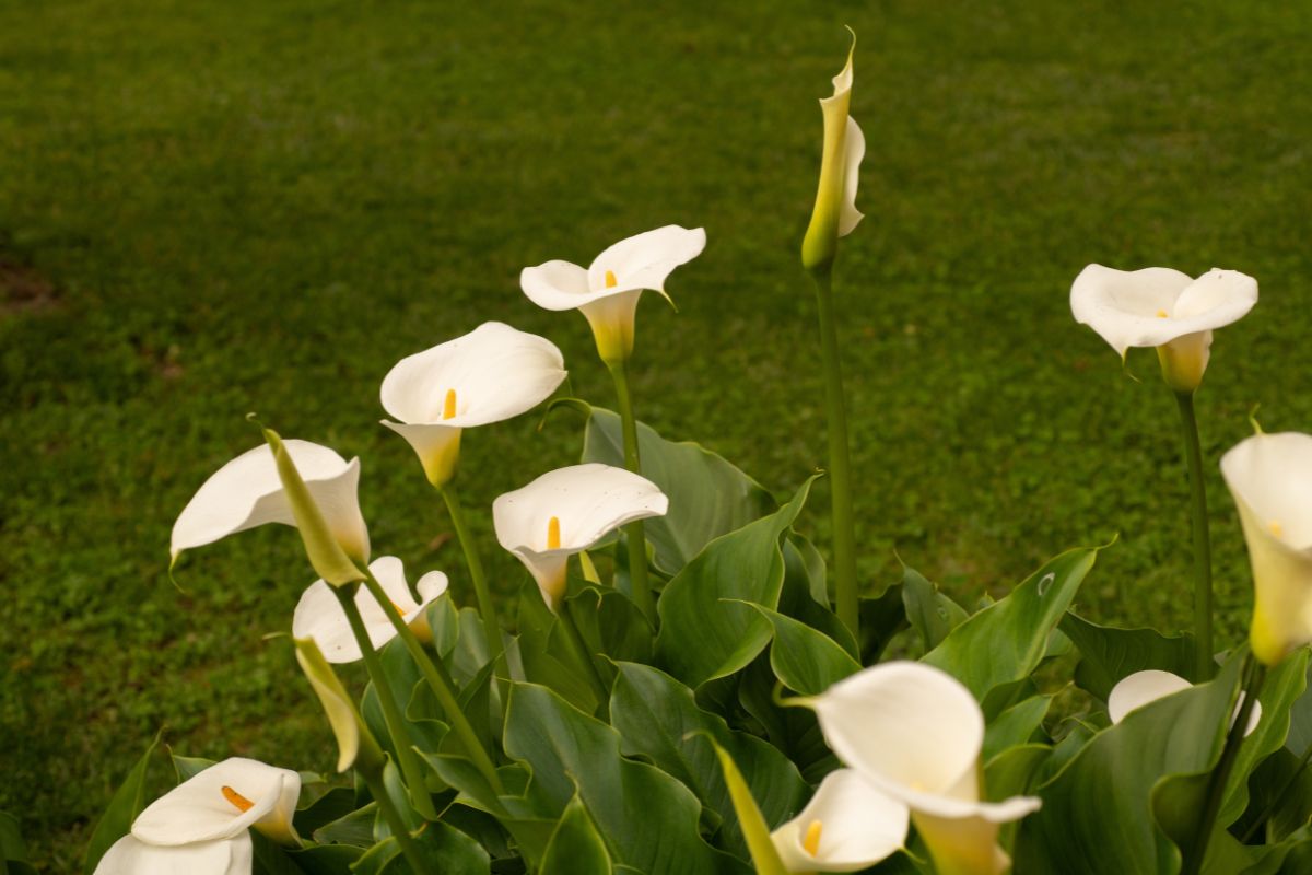 Vuoi un’aiuola piena di calle? Propaga i bulbi con questo trucco fai da te
