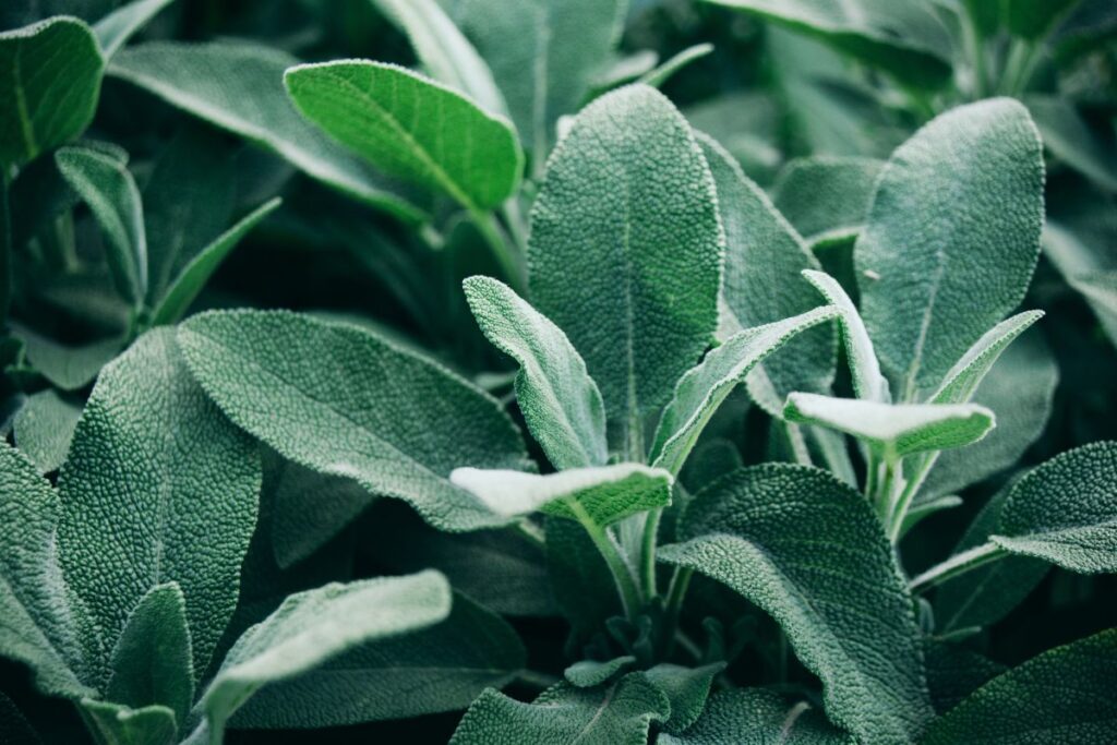 Salvia primavera