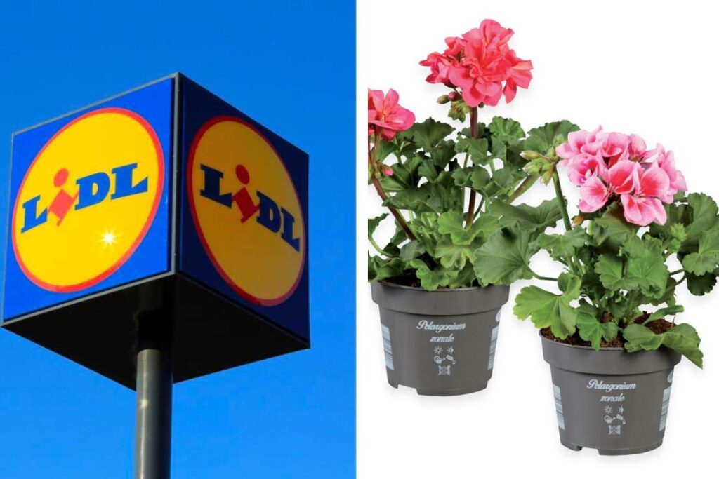 Piante di marzo 2025 da Lidl