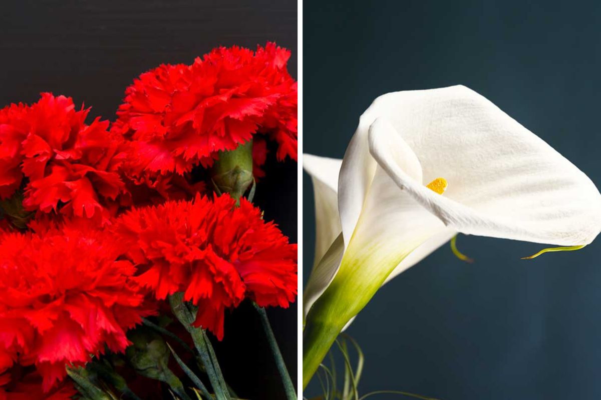 Pasqua i fiori da regalare