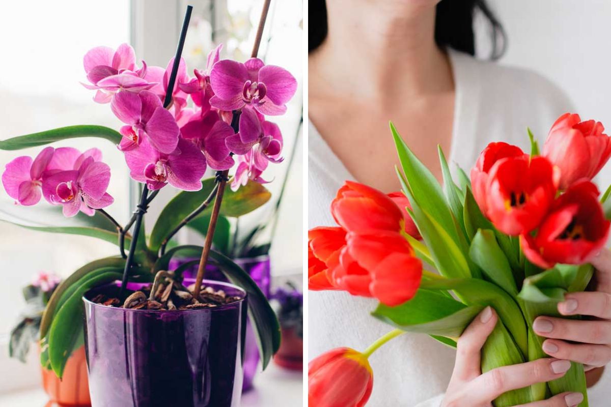 Fiori per Pasqua