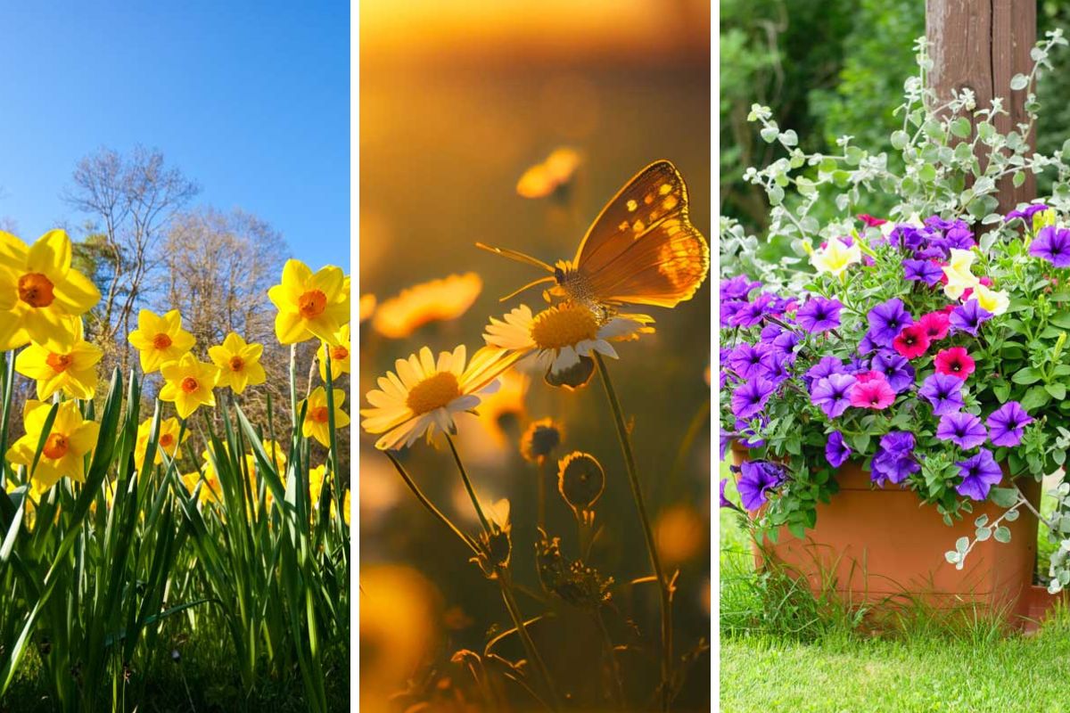 Fiori primaverili