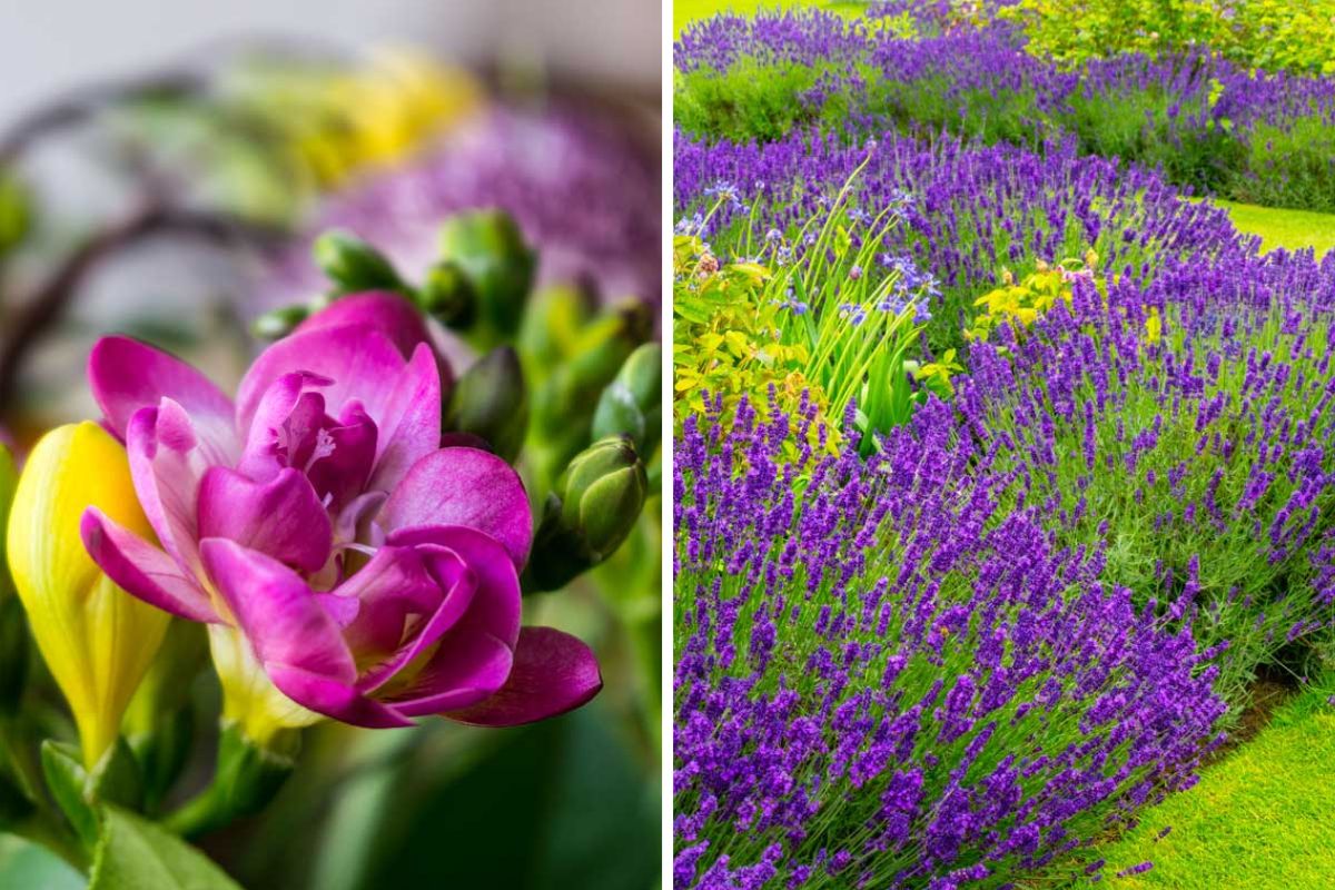 Fiori di primavera