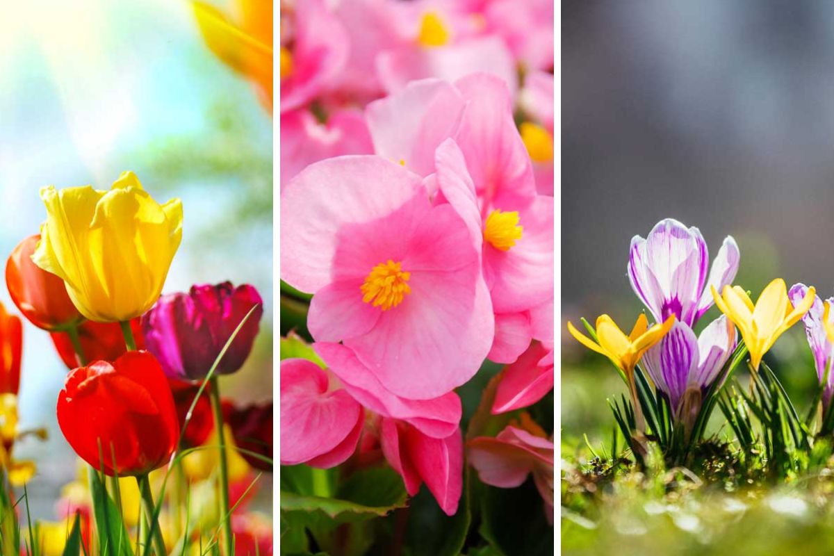 Fiori primaverili