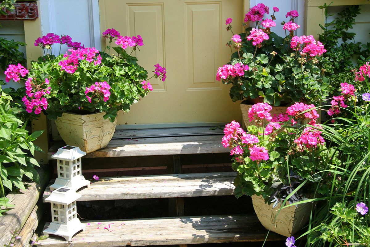 Piante per Decorare le scale esterne