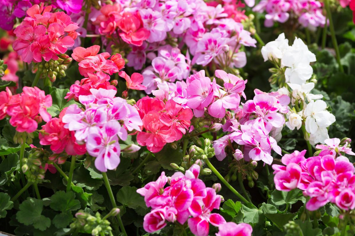 Rivitalizza i gerani in primavera
