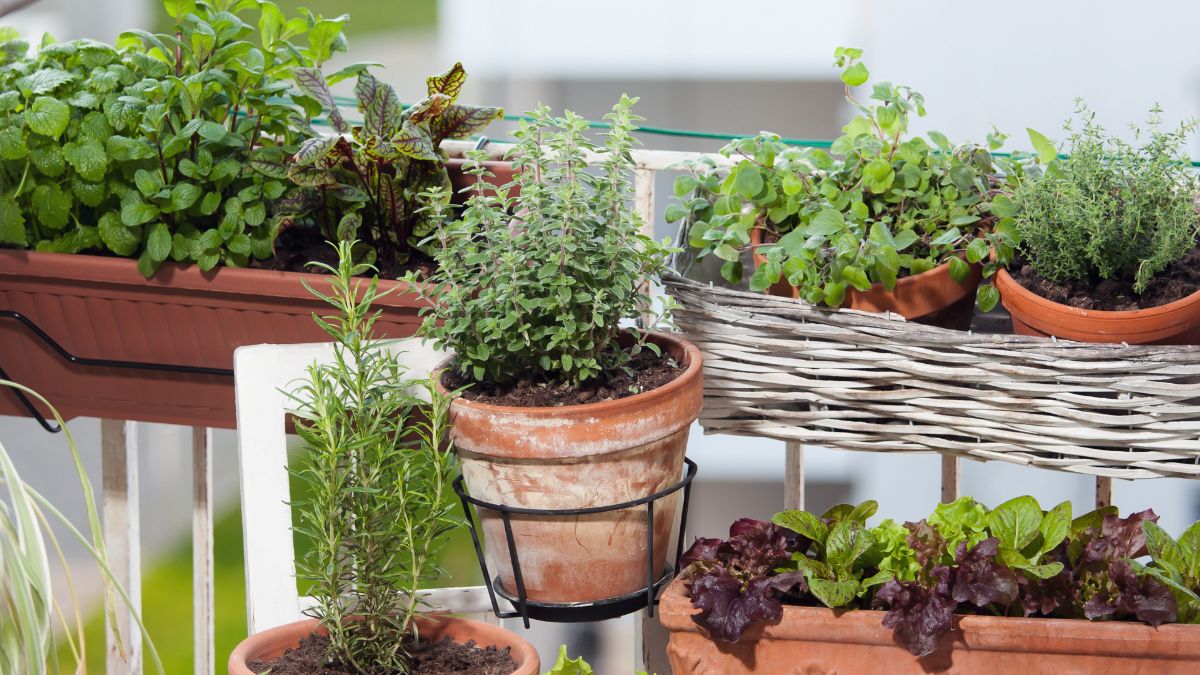 Orto sul balcone a marzo