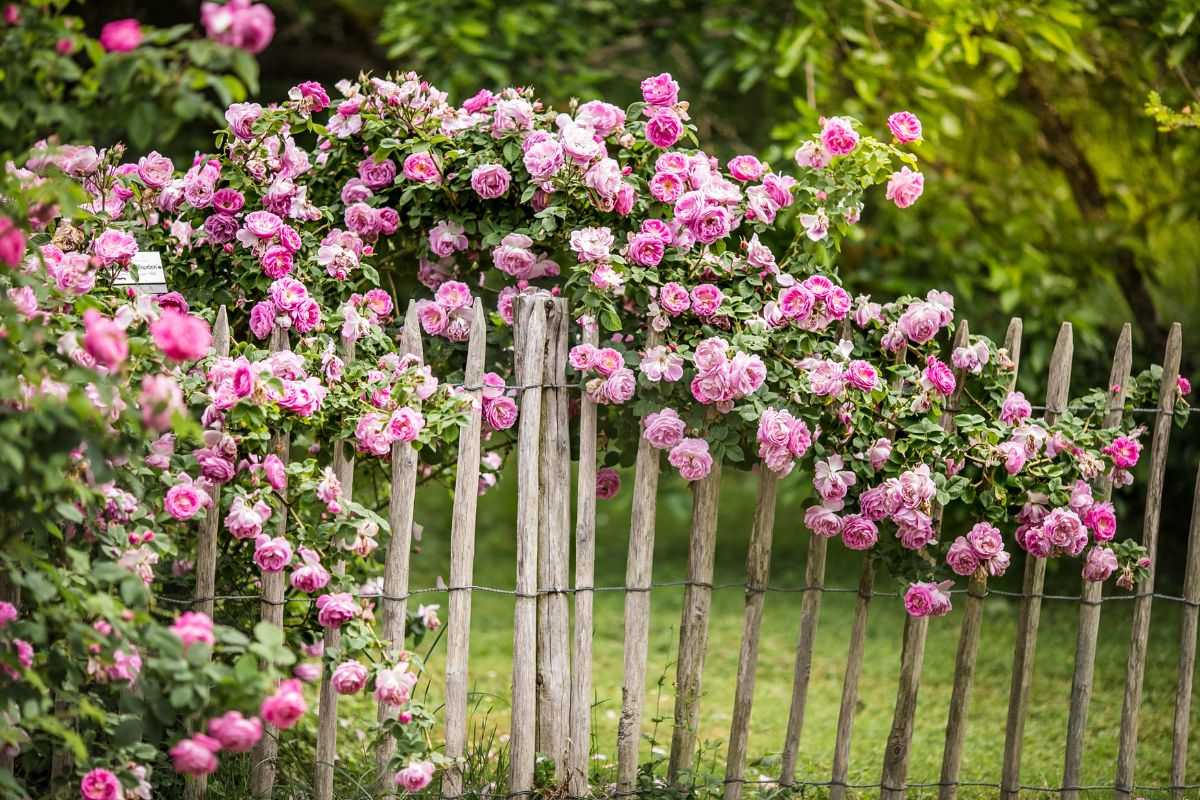 Come creare un giardino profumato