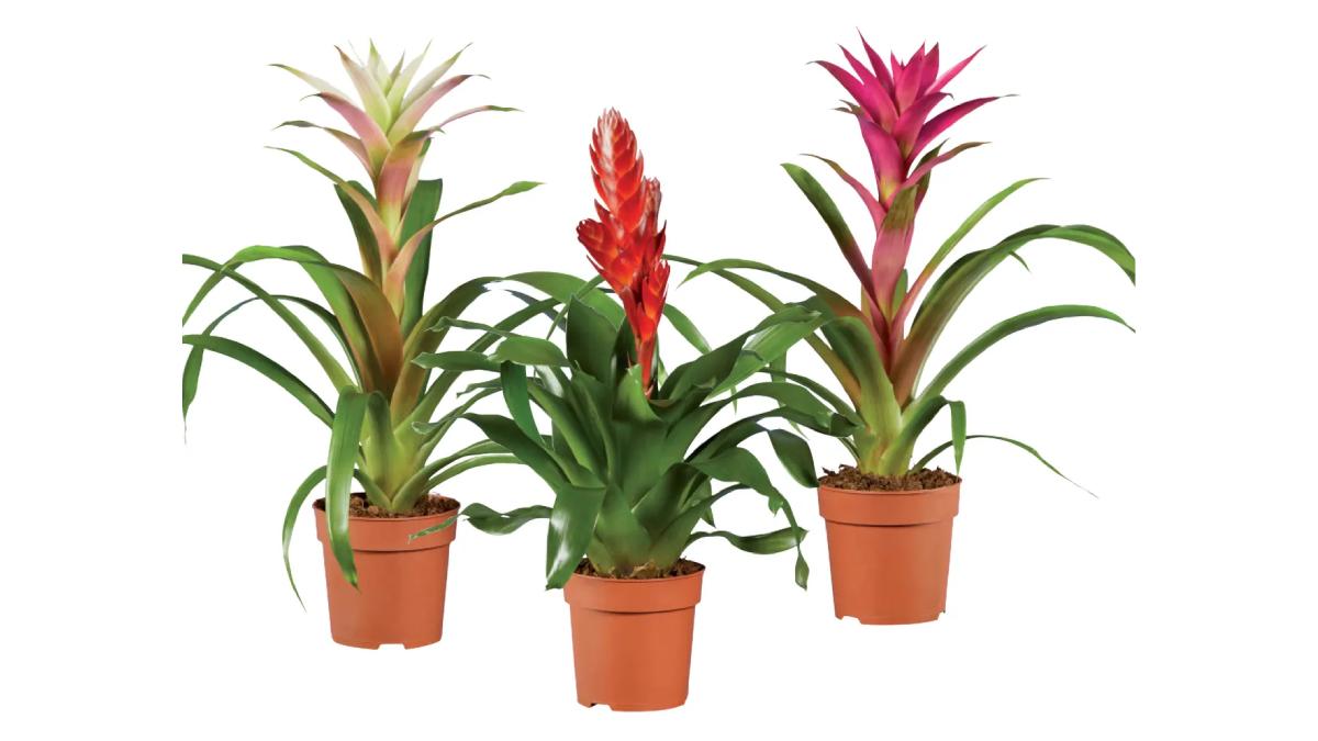 Piante in offerta nel weekend