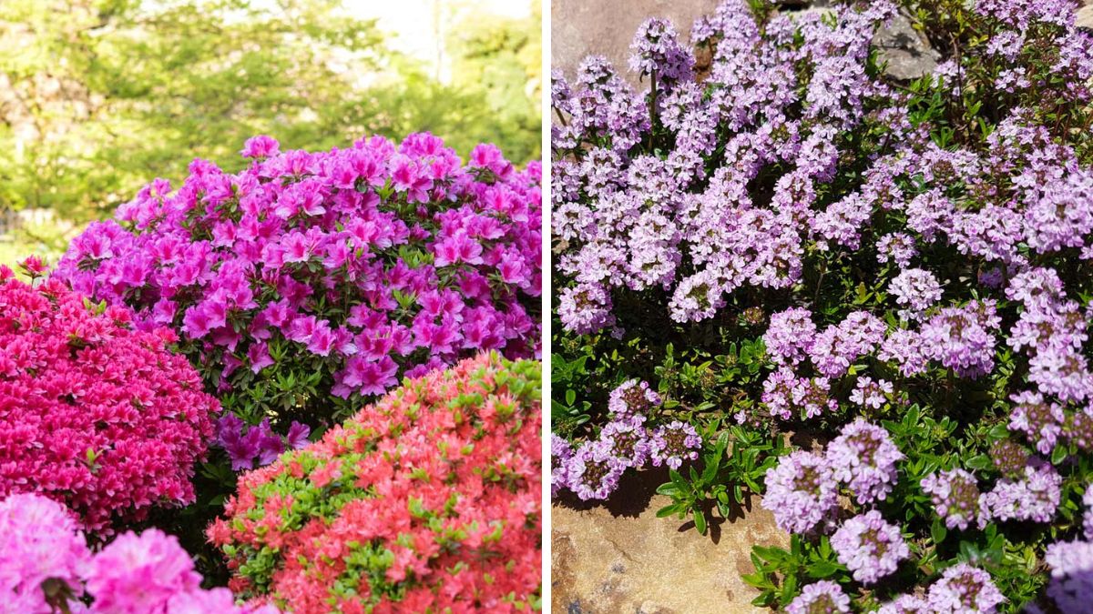 Giardino con Piante contro erbacce