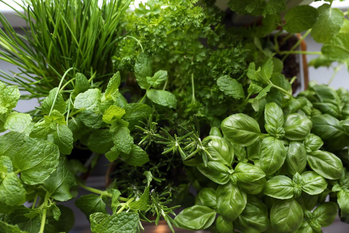 Aiuola con piante aromatiche
