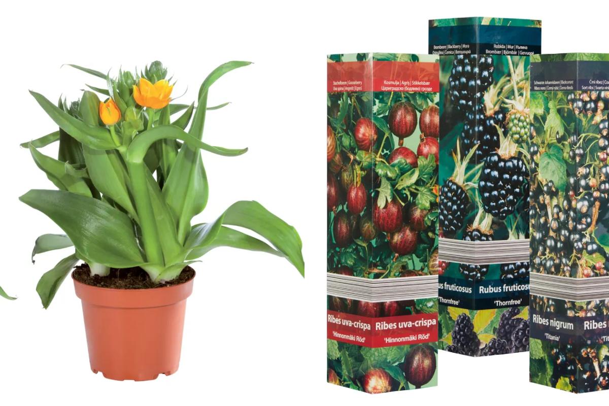 Dal 17 marzo da Lidl piante a prezzi mini