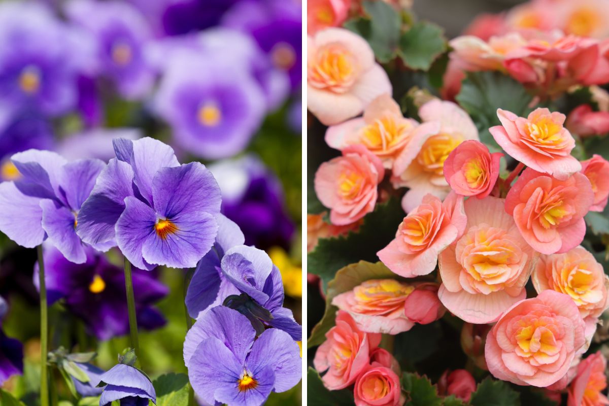 Fiori per il balcone primavera