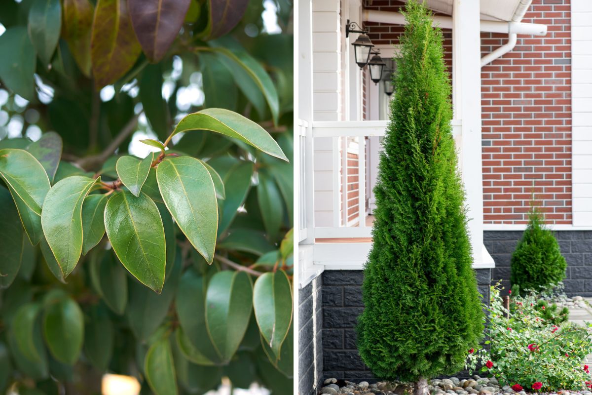 Piante per schermare il terrazzo, Ligustro e Thuja