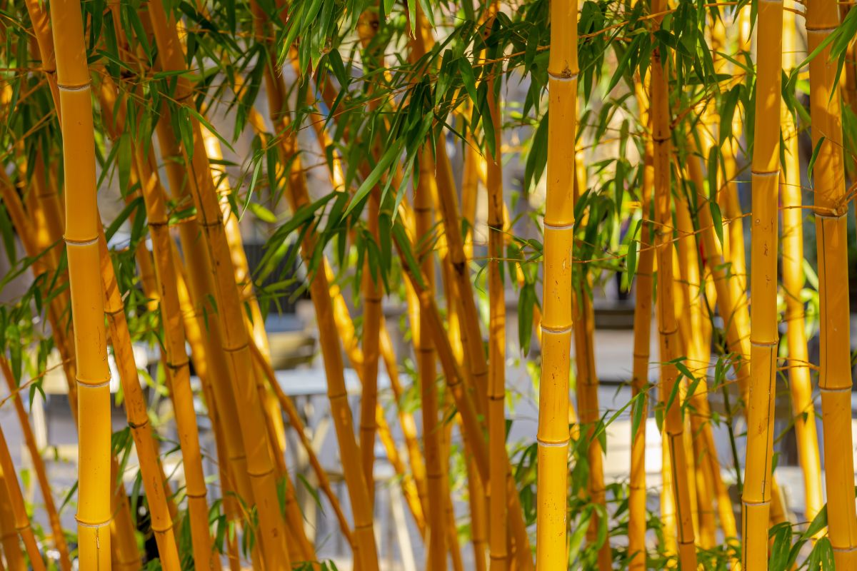 Piante per privacy sul terrazzo