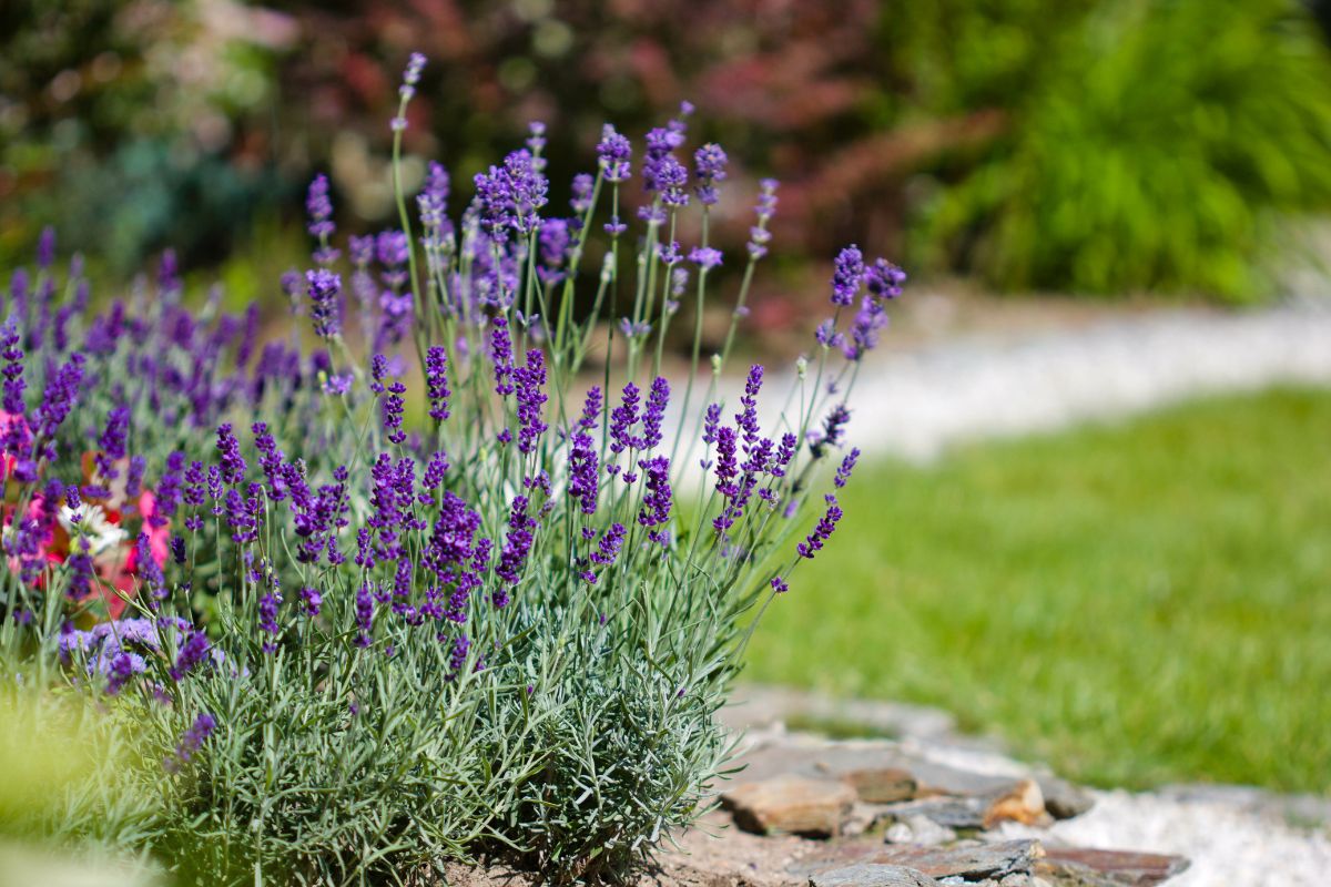 Creare un giardino profumato