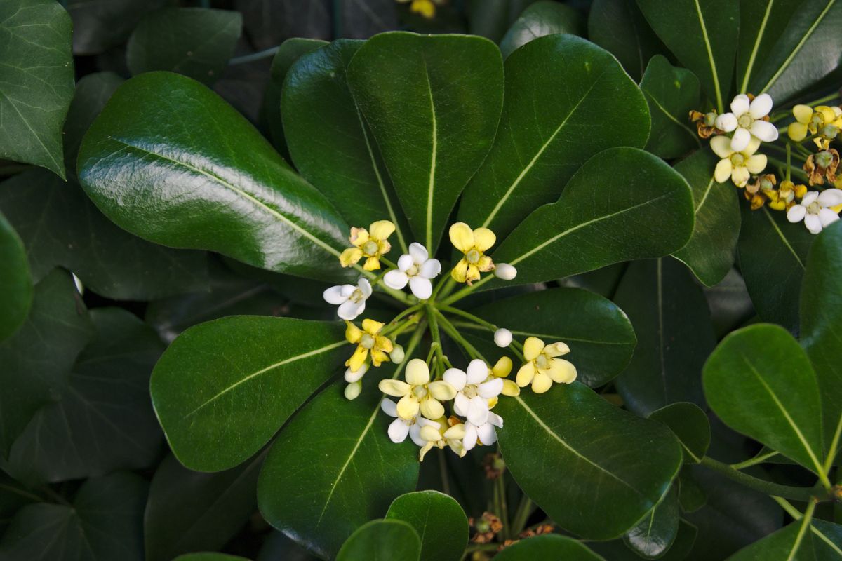 Arbusti profumati giardino