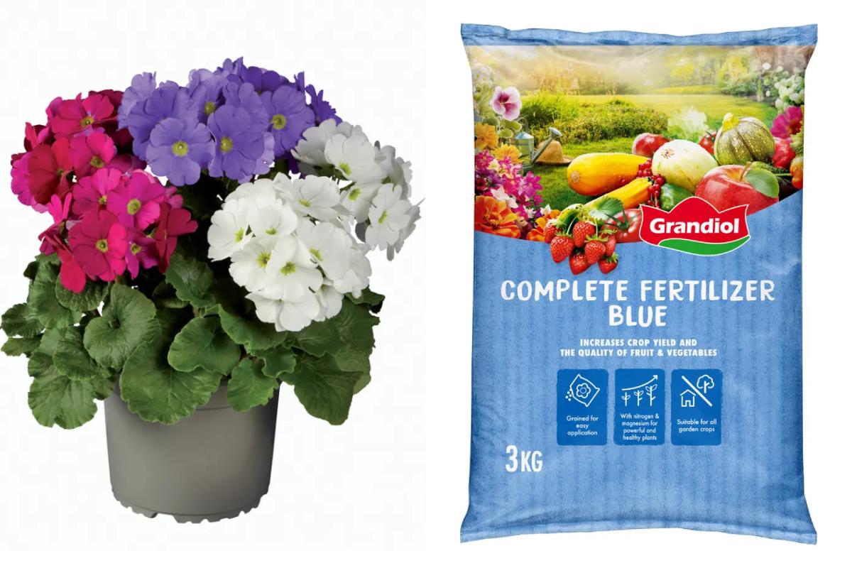 Offerte di piante, fertilizzanti e altro nel week end da Lidl