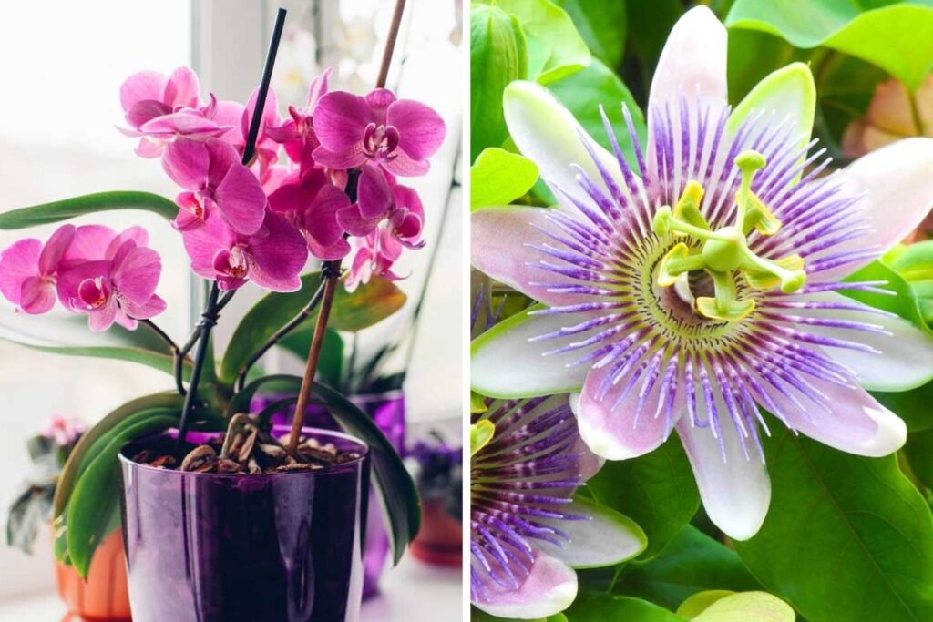 Fiori da regalare a Pasqua