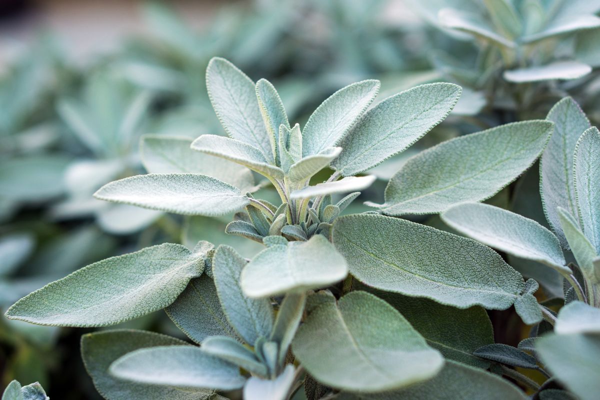 Concimi naturali per salvia